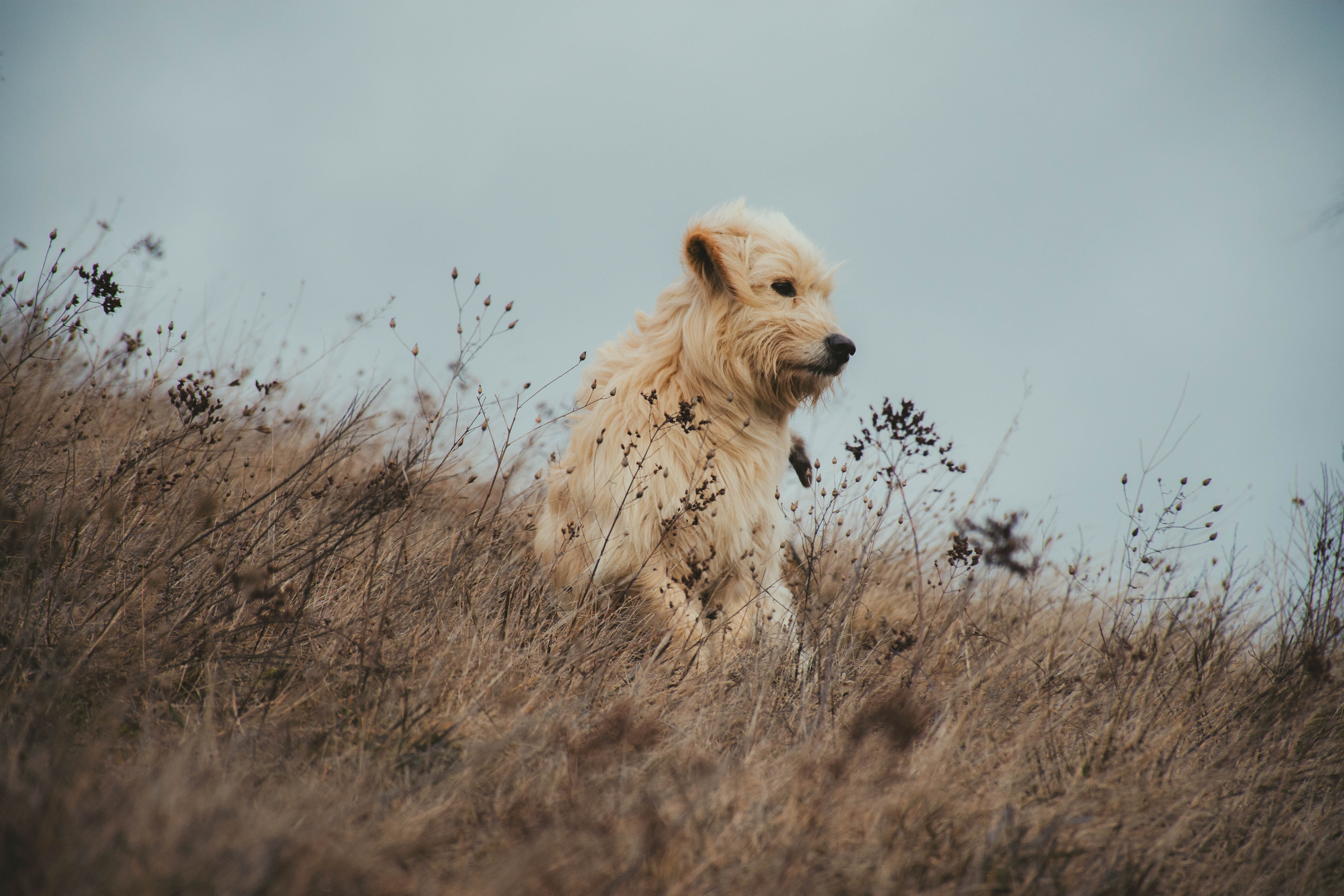 A dog in a field.